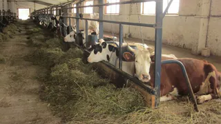 В Гордеевском районе Брянской области были обнаружены коровы-рекордсменки по надою