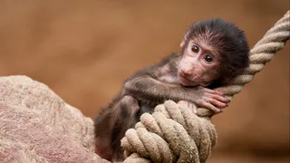 Почему фотографирование с экзотическими животными может быть опасным?