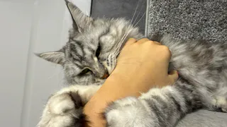 Почему кошка сначала лижет, а потом кусает человека. Запомните это на всю свою жизнь