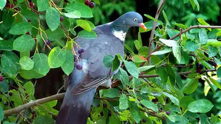 Эффективные методы защиты урожая от птиц: советы для огородников