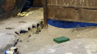 Жителей Володарского района Брянска атаковали крысы