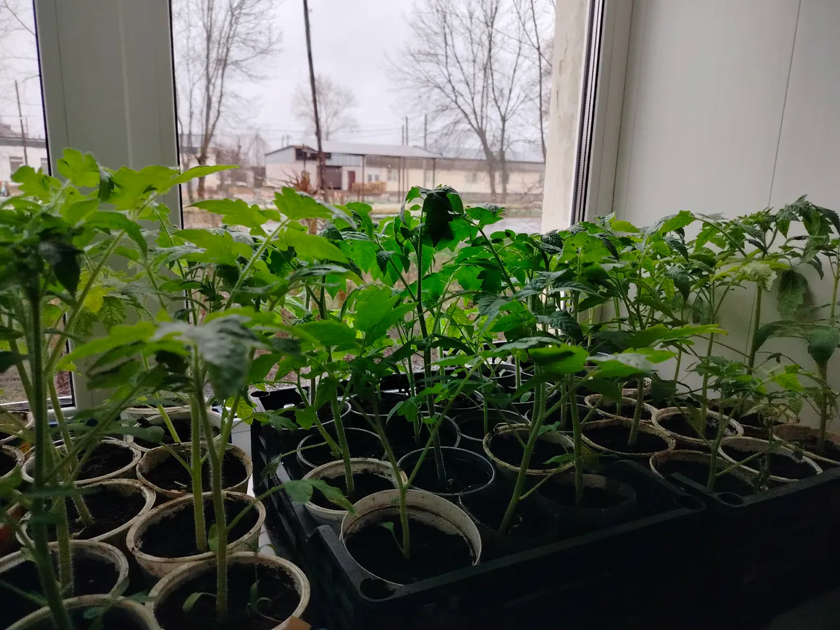 Бросаю 1 таблетку в воду - любая рассада прет щеткой: вытянутые сеянцы давно в прошлом - даже без фитоламп