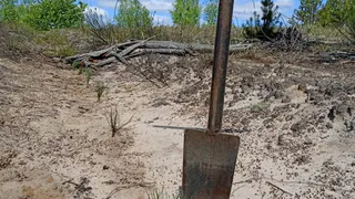 Владимирская область вошла в тройку лидеров по лесовосстановлению в ЦФО