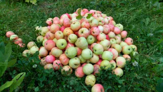 Не спешите выбрасывать падалицу: из опавших яблок и груш получится ценное удобрение