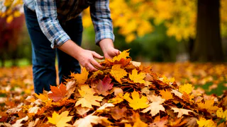 Опавшие листья в ноябре «наваливаю» только в 5 мест на даче: весной огород не узнать - пышет плодородием
