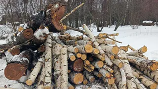 Жители Чувашии обнаружили возможную незаконную рубку деревьев