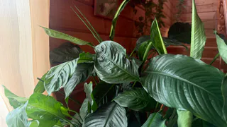 Вырастила спатифиллум с нуля за год - до цветущего пышного куста: рассказываю 3 важных шага