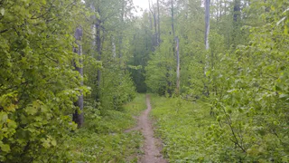 В Пензенской области повторно объявили конкурс на ликвидацию химического загрязнения в лесничестве