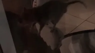 В кондитерской "Римские каникулы" прокомментировали инцидент с крысой