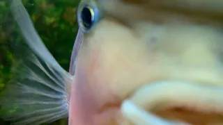 Жители Коми оштрафованы на 7000 рублей за ловлю рыбы капроновой сетью