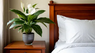 Найдено идеальное место, где поставить спатифиллум, чтобы он чаще и дольше цвел и привлекал в дом любовь