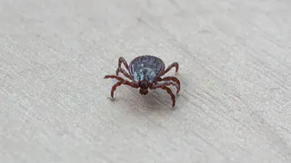 В апреле клещи покусали 11 жителей Пензенской области