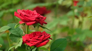 Будут цвести до октября: этот прием обеспечит все клумбы красными и высокими розами