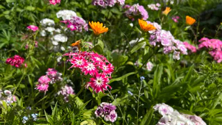 Посадите в августе — и 50 лет любуйтесь цветами: неприхотливый многолетник для вашего сада