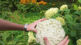 Высаживаю гортензии в холодную землю специально. Весенние посадки проигрывают осенним в 4 раза - и вот почему