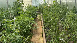 Помидорам во время цветения — обязательно: маленькая щепотка на 10 литров — плоды будут после каждого цветочка