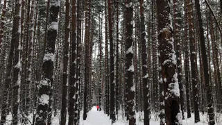 11 февраля в Рязанской области ожидаются морозы до -27 градусов