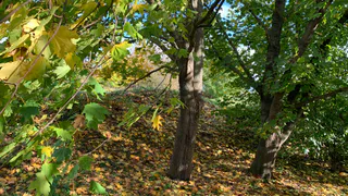 Больше не использую листовой опад в удобрения: узнал почему осеннее золото превращается в яд для почвы