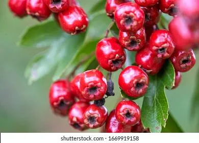 Стало известно о невероятной пользе боярышника