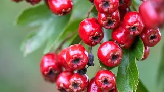 Стало известно о невероятной пользе боярышника