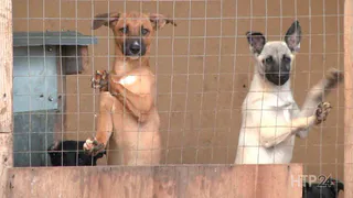 У нижнекамского приюта для животных отбирают землю