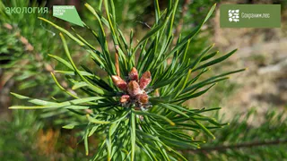 В Коми 29 сентября пройдет акция "Сохраним лес" в Сыктывдинском районе