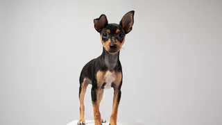 Мини-аусси на пике популярности — новая любимая порода многих россиян