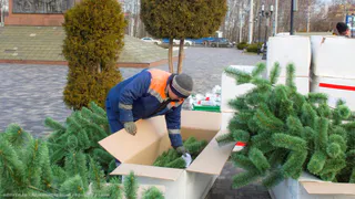 До конца недели в Рязани установят новогодние ели