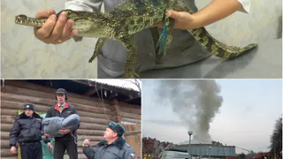 Самые популярные поисковые запросы рязанцев в этом году