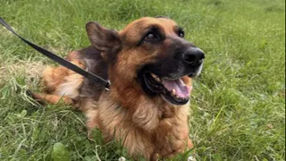 Служебная собака Агата ищет нового хозяина