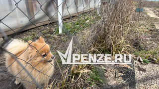 Минлесхоз: кладбища домашних питомцев на территории Пензы нелегальны