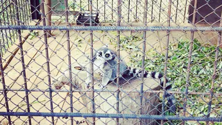 Россельхознадзор нашел нарушения на выставке животных в Рязани