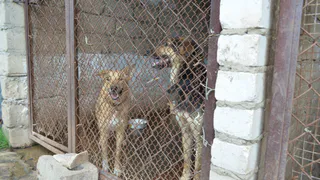 Нет финансирования! Рязанский приют просит помочь накормить собак