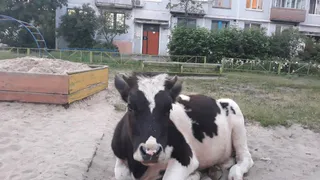 Во дворе брянской многоэтажки отравился и умер телёнок