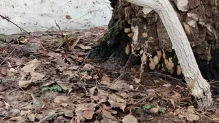 Непарный шелкопряд в Рязани выработал устойчивость к холодам