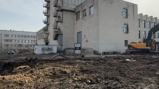 В мэрии высказались по поводу спиленных елей у Арт Холла