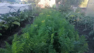 Одна подкормка в июле — и урожайность моркови станет эталонной: таких корнеплодов вы ещё не видели