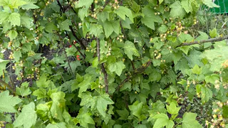 Брызгаем на смородину — о тле не помним всё лето: вырастает гора крупных сладких ягод