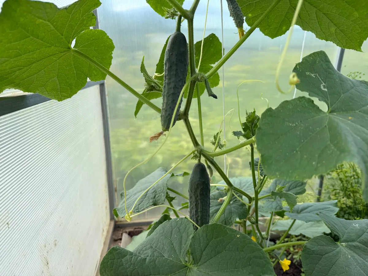 До 400 огурцов с куста: 3 самых лучших самоопыляемых гибрида - сочные, ровные и хрустящие

