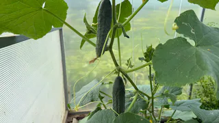 До 400 огурцов с куста: 3 самых лучших самоопыляемых гибрида - сочные и хрустящие
