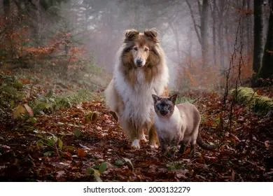 Приметы и запреты на 27 июля: к собакам, кошкам и птицам лучше не подходить