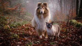 Приметы и запреты на 27 июля: к собакам, кошкам и птицам лучше не подходить