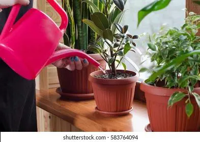 Названы домашние растения, которые способны исцелять домочадцев