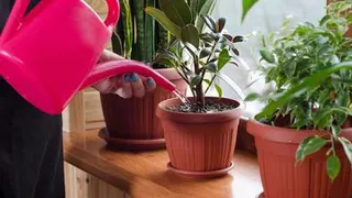 Названы домашние растения, которые способны исцелять домочадцев