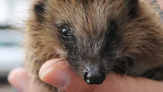 Ежи неожиданно для всех попали в Красную книгу