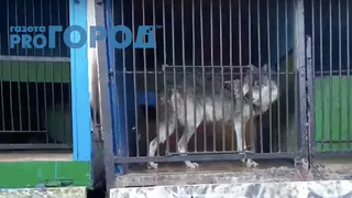 На владельцев зоопарка «Ноев Ковчег» заведено административное дело