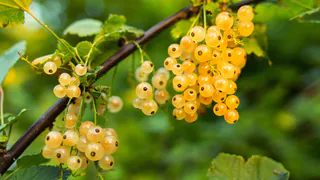 Брызгаем на смородину — все лето от тли бед не знаем: вырастает гора крупных сладких ягод