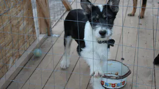 В Рязани впервые пройдет форум, где обсудят проблемы бездомных животных