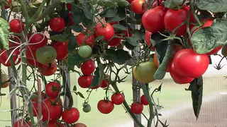 От фитофторы, белокрылки, мучнистой росы и других хворей — есть 1 нехитрая процедура. После уборки огурцов, томатов и перца