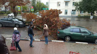 В Горроще дерево упало на припаркованный автомобиль и чуть не придавило женщину с детьми
